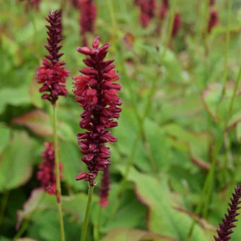 Persicaria amplexicaulis 'Blackfield' ---